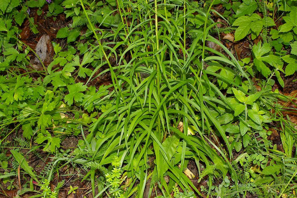 Phyteuma scorzonerifolium/Raponzolo a fg. di Scorzonera